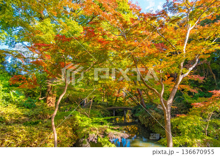 東京都文京区 紅葉に包まれる六義園、山陰橋の風景 東京都文京区 紅葉に包まれる六義園、山陰橋の風景 136670955