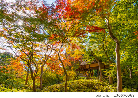 東京都文京区 秋の六義園、つつじ茶屋 東京都文京区 秋の六義園、つつじ茶屋 136670968