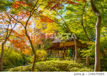 東京都文京区 秋の六義園、つつじ茶屋 東京都文京区 秋の六義園、つつじ茶屋 136670969