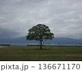 一本の木 136671170