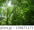 新緑の森を見上げる 136671173