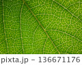 美しい葉脈 136671176