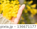 手に持ったミモザの花 136671177