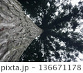 見上げる大木 136671178