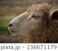 羊の横顔 136671179