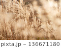 輝くススキ 136671180