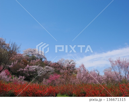 福島市・花見山公園の春景色｜桜と赤いボケ（木瓜）・花桃が彩る桃源郷（ふくしま花回廊） 136671315