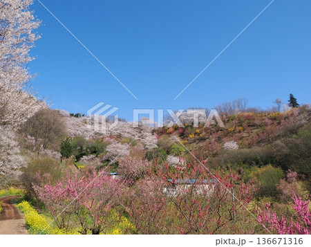 福島市・花見山公園の春景色｜桜と赤いボケ（木瓜）・花桃が彩る桃源郷（ふくしま花回廊） 136671316