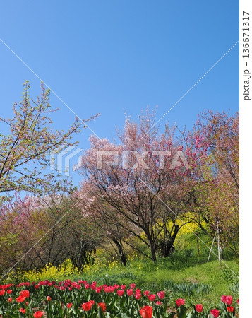 福島市・花見山公園の春景色｜桜と赤いボケ（木瓜）・花桃が彩る桃源郷（ふくしま花回廊） 136671317