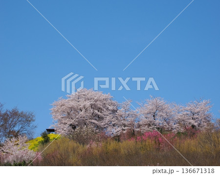福島市・花見山公園の春景色|桜と赤いボケ(木瓜)・花桃が彩る桃源郷(ふくしま花回廊) 福島市・花見山公園の春景色|桜と赤いボケ(木瓜)・花桃が彩る桃源郷(ふくしま花回廊) 136671318