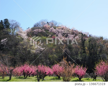 福島市・花見山公園の春景色｜桜と赤いボケ（木瓜）・花桃が彩る桃源郷（ふくしま花回廊） 136671319