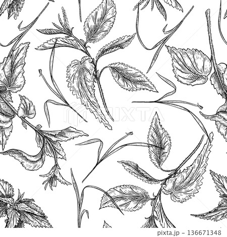 Nettle outline vector herbs seamless pattern isolated. Wild plants botanical vintage repeat linear hand drawn illustration. Medicinal plant monochrome graphic print endless background for design. 136671348