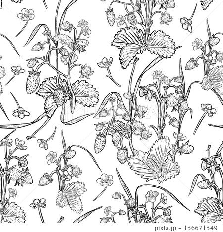 Monochrome wild strawberry bush outline on seamless pattern isolated. Botanical berry repeat design for textile, wallpaper, menu, fabric, wrapping paper. Strawberry black white graphic hand drawn. Monochrome wild strawberry bush outline on seamless pattern isolated. Botanical berry repeat design for textile, wallpaper, menu, fabric, wrapping paper. Strawberry black white graphic hand drawn. 136671349