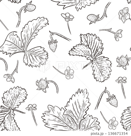 Black and white fresh strawberry leaves and flowers vector pattern isolated. Seamless monochrome design with garden berries for textile, wallpaper, and background. Strawberry outline hand drawn. 136671354