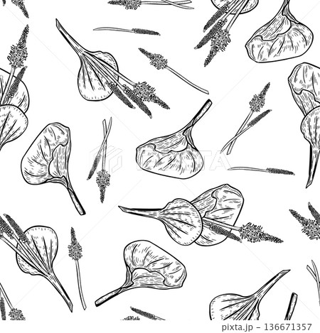 Plantain broadleaf medicinal plant black white vector seamless pattern. Botanical print of Plantago major leaf flower for herbal medicine. Repeat monochrome background for natural cosmetic and product Plantain broadleaf medicinal plant black white vector seamless pattern. Botanical print of Plantago major leaf flower for herbal medicine. Repeat monochrome background for natural cosmetic and product 136671357