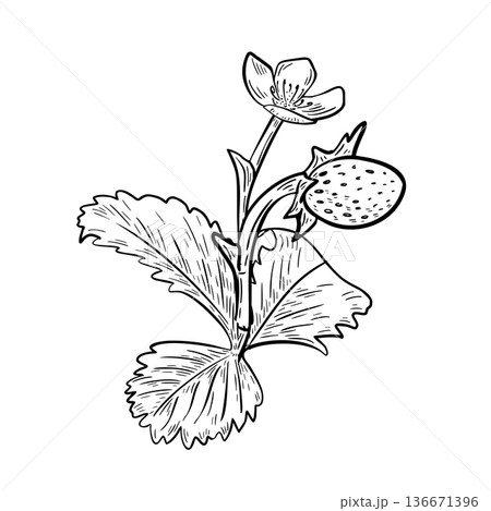Ripe strawberry plant outline vector illustration isolated. Fruit and flower woodland strawberry black white drawing. Botanical graphic drawing fresh berry for design packaging and garden projects. 136671396