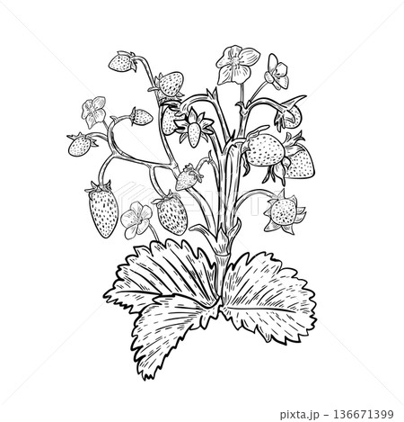 Strawberry bush with berries, flowers and leaves black white vector illustration. Line art fresh ripe red berries plant for recipe book or summer design. Botanical graphic sketch of wild strawberry. Strawberry bush with berries, flowers and leaves black white vector illustration. Line art fresh ripe red berries plant for recipe book or summer design. Botanical graphic sketch of wild strawberry. 136671399