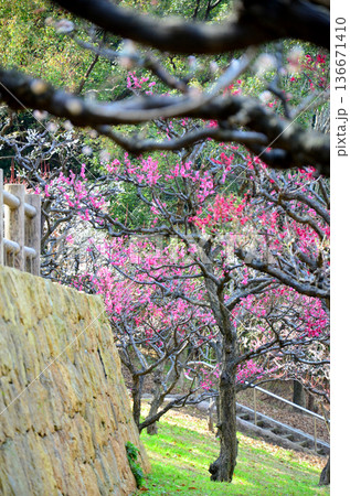 大阪　鶴見緑地の梅林 136671410
