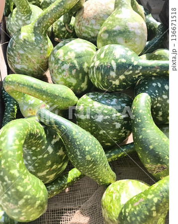 Fresh harvest of green ornamental pumpkins - lagenarium Fresh harvest of green ornamental pumpkins - lagenarium 136671518