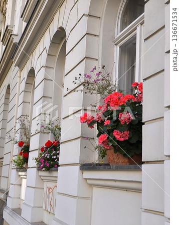 The charm of old Europe: blooming pelargoniums in the windows of a house with arches 136671534