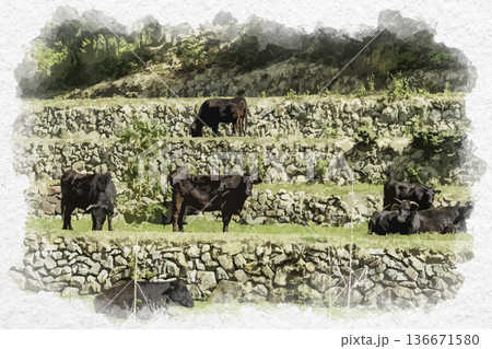 水彩画風 神石牛の放牧 広島県神石高原町 水彩画風 神石牛の放牧 広島県神石高原町 136671580