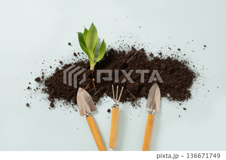 Gardening tools and young plant with soil on background Gardening tools and young plant with soil on background 136671749