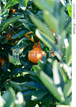 葉っぱに隠れたみかん 136672137