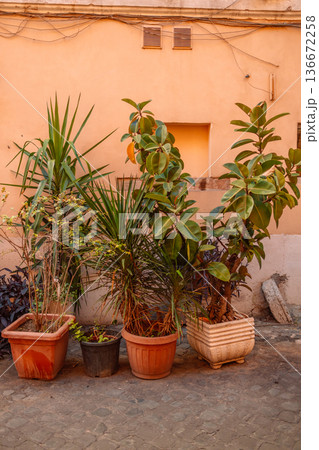 A lush tropical garden with various potted plants, including a large philodendron, placed on a stone patio. 136672258