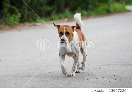 The small brown and white dog is action play on cement floor 136672264
