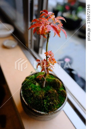 獅子頭もみじの盆栽を育てています。苔もいい感じに生えていて赤く染まった紅葉とのコントラストが美しい 獅子頭もみじの盆栽を育てています。苔もいい感じに生えていて赤く染まった紅葉とのコントラストが美しい 136672346
