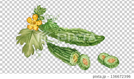 Bitter gourd, an Indian superfood, cucumber slices with leaves, vines, and flowers. All objects are hand-drawn in watercolor. Illustration for a healthy cooking recipe book, menu, and packaging. 136672396