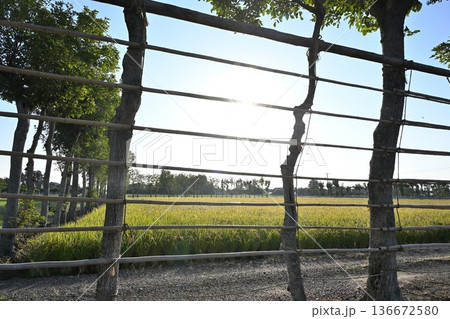 夏井のはさ木と稲穂の風景(新潟県新潟市西蒲区) 夏井のはさ木と稲穂の風景(新潟県新潟市西蒲区) 136672580