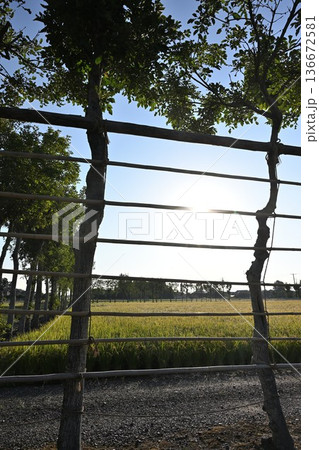 夏井のはさ木と稲穂の風景(新潟県新潟市西蒲区) 夏井のはさ木と稲穂の風景(新潟県新潟市西蒲区) 136672581