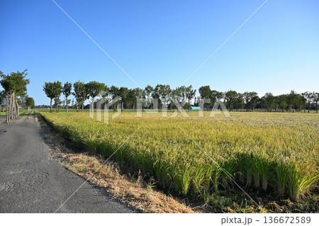 夏井のはさ木と稲穂の風景(新潟県新潟市西蒲区) 夏井のはさ木と稲穂の風景(新潟県新潟市西蒲区) 136672589