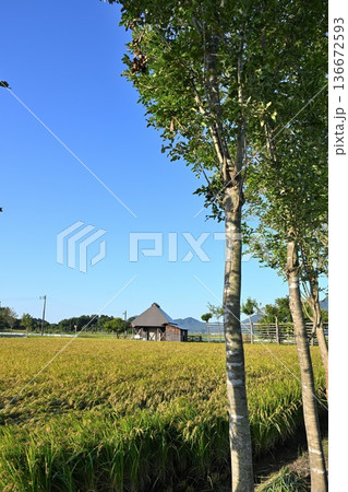 夏井のはさ木と稲穂の風景(新潟県新潟市西蒲区) 夏井のはさ木と稲穂の風景(新潟県新潟市西蒲区) 136672593