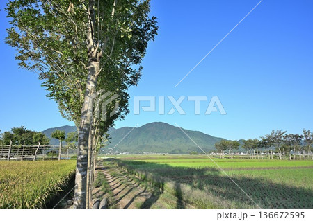 夏井のはさ木と稲穂の風景(新潟県新潟市西蒲区) 夏井のはさ木と稲穂の風景(新潟県新潟市西蒲区) 136672595