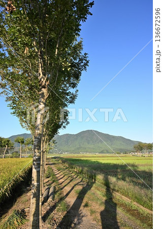 夏井のはさ木と稲穂の風景(新潟県新潟市西蒲区) 夏井のはさ木と稲穂の風景(新潟県新潟市西蒲区) 136672596