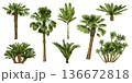 Palm tree hand drawn set. Vintage engraving tropical plants for vacation poster, resort wallpaper and summer landscape. Detailed tropic leaves, exotic foliage vector isolated botanical clipart 136672818