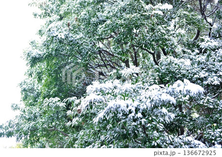 雪を纏った常緑樹の豊かな枝葉 雪を纏った常緑樹の豊かな枝葉 136672925
