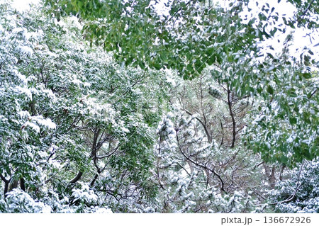 降りしきる雪の中に佇む多様な樹木 降りしきる雪の中に佇む多様な樹木 136672926