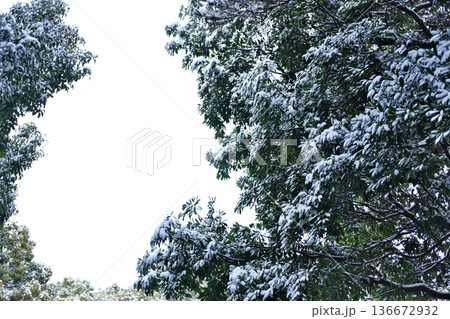冬の空を背景に雪を纏った枝葉が描く繊細なシルエット 冬の空を背景に雪を纏った枝葉が描く繊細なシルエット 136672932