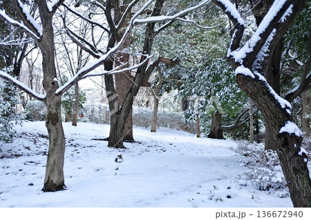 雪に覆われた静かな森の地面と木々が織りなす冬の幻想 136672940