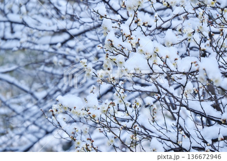 雪化粧をした梅の木々に広がる白い花の世界と冬の潤い 雪化粧をした梅の木々に広がる白い花の世界と冬の潤い 136672946