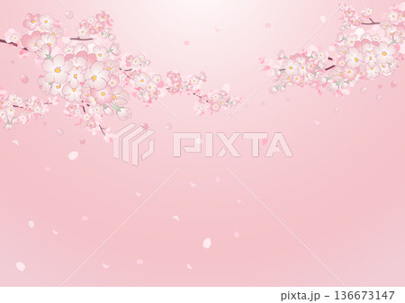 桜の花びらが舞散る桜の背景 ピンク 桜の花びらが舞散る桜の背景 ピンク 136673147