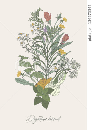 Digestive Herbal Blend Botanical Bouquet Illustration Digestive Herbal Blend Botanical Bouquet Illustration 136673542