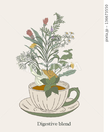 Digestive Herbal Blend Tea Cup Illustration Digestive Herbal Blend Tea Cup Illustration 136673550