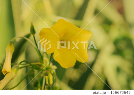Invasive yellow Oxalis pes-caprae wildflower Mediterranean garden. Sourgrass blooming spring field. Invasive yellow Oxalis pes-caprae wildflower Mediterranean garden. Sourgrass blooming spring field. 136673643
