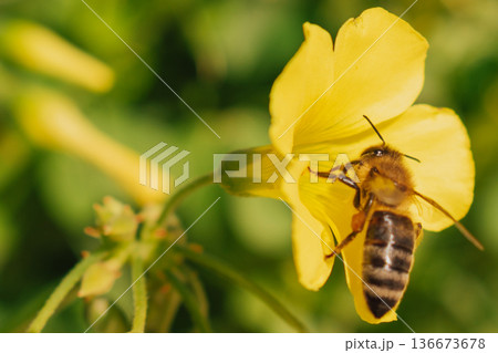 Organic honey production concept with bee on yellow wildflower. Honeybee gathering nectar Organic honey production concept with bee on yellow wildflower. Honeybee gathering nectar 136673678