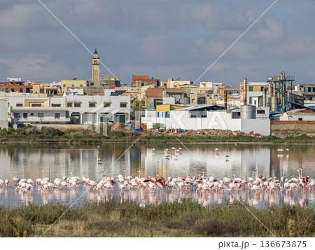 Winter Sanctuary: Flamingos at Korba Lake 136673875