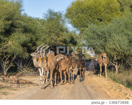 Coastal Caravan: A Large Camel Family Heading Home Coastal Caravan: A Large Camel Family Heading Home 136673898